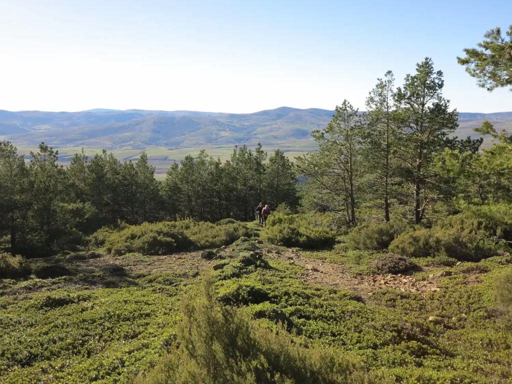 Vegetación Rastrera Alto Ayedo